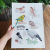 Birding in NZ Art Print - Image 2