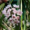 hoya shepherdii