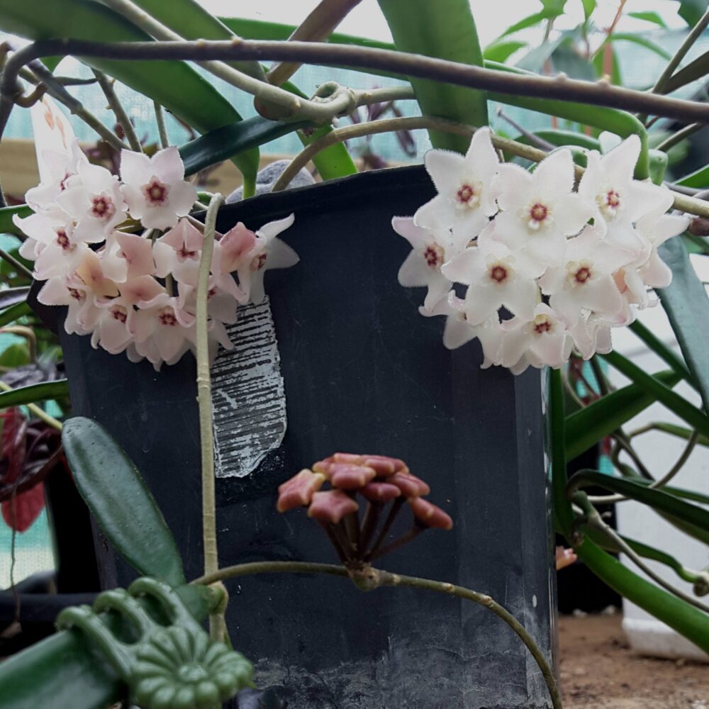 Hoya shepherdii grown by Kats Flora