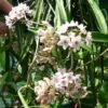 Hoya shepherdii grown by Kats Flora