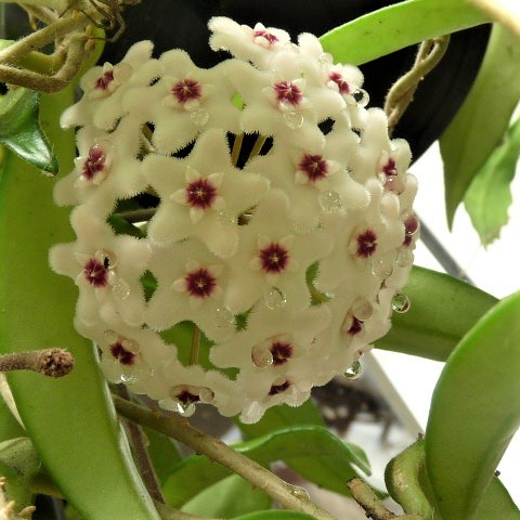 Hoya carnosa flower