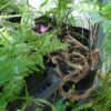 Rabbits Foot Fern - Image 2