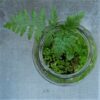 Davallia mariesii Rabbits Foot Fern