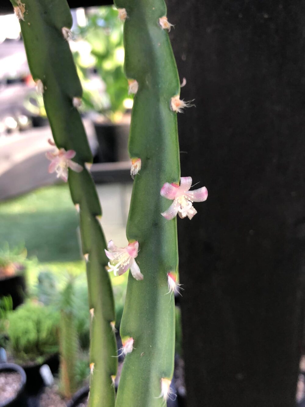 Lepismium cruciforme var paraguay which has translucent, soft pink flowers