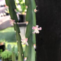 Lepismium cruciforme var paraguay which has translucent, soft pink flowers
