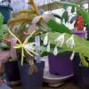 Lepismium houlletiana