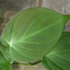 Philodendron camposportoanum - Image 3