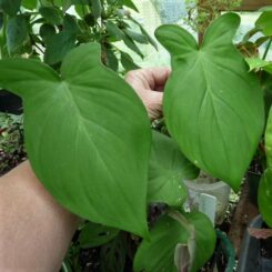 Philodendron camposportoanum grown by Kats Flora