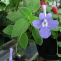 Streptocarpus - Nodding Violet grown by Kats Flora