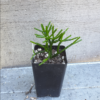 Rhipsalis cerescula - Image 4