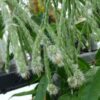 Rhipsalis Pilocarpa - Image 4