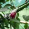 Rhipsalis Pilocarpa - Image 2