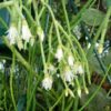 Rhipsalis ceresula