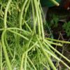 Rhipsalis cerescula - Image 2
