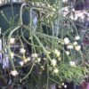 Rhipsalis cerescula - Image 3