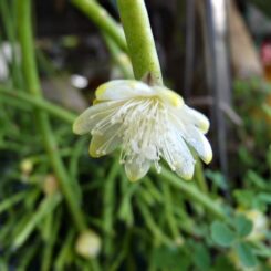 Rhipsalis micrantha - Kats flora