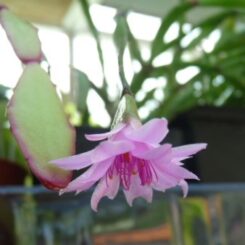 Easter cactus