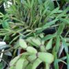 Easter Cactus-Baby Pink - Image 2