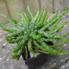 Euphorbia Medusa's Head
