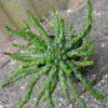 Euphorbia flanaganii grown by Kats Flora