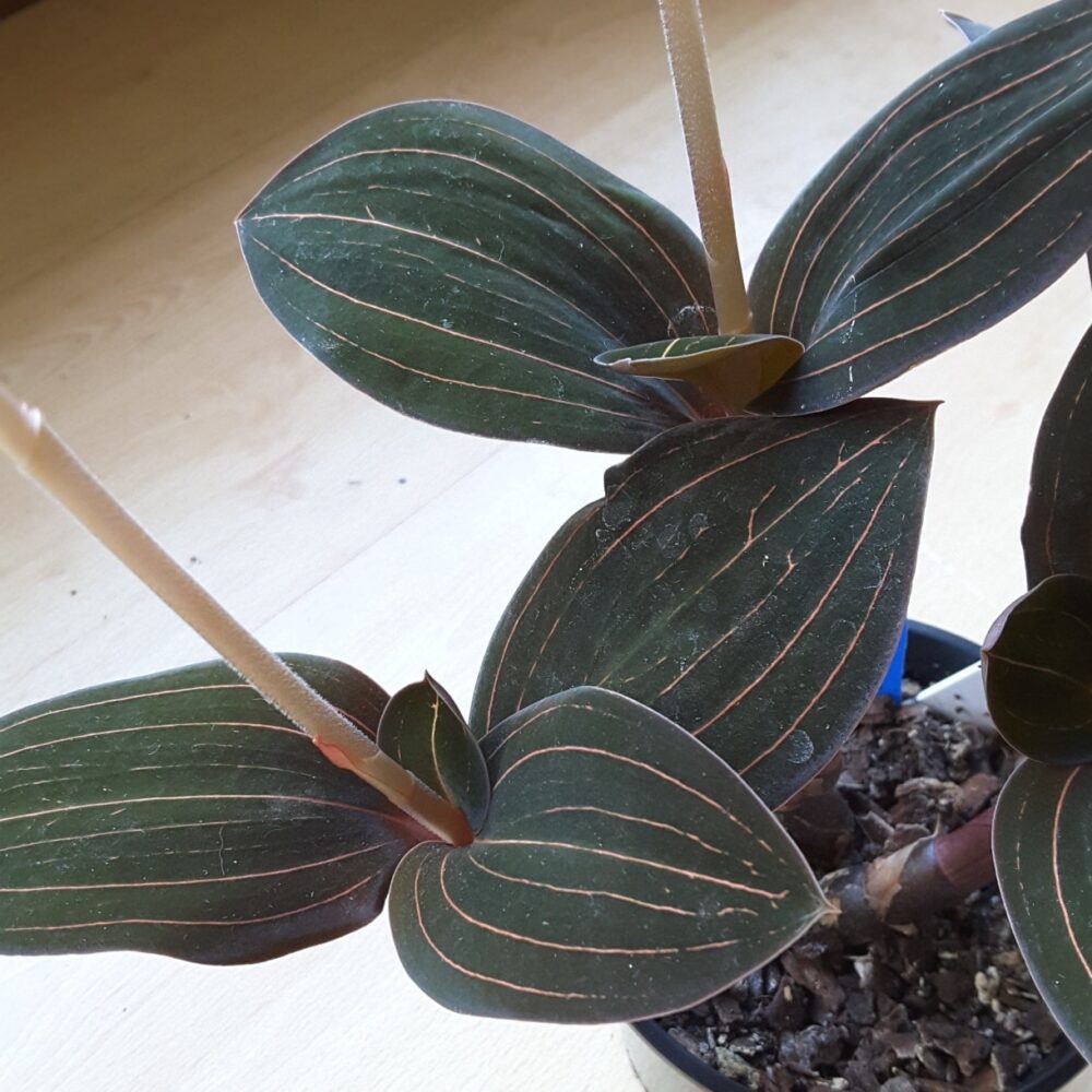 Jewel orchid - ludisia