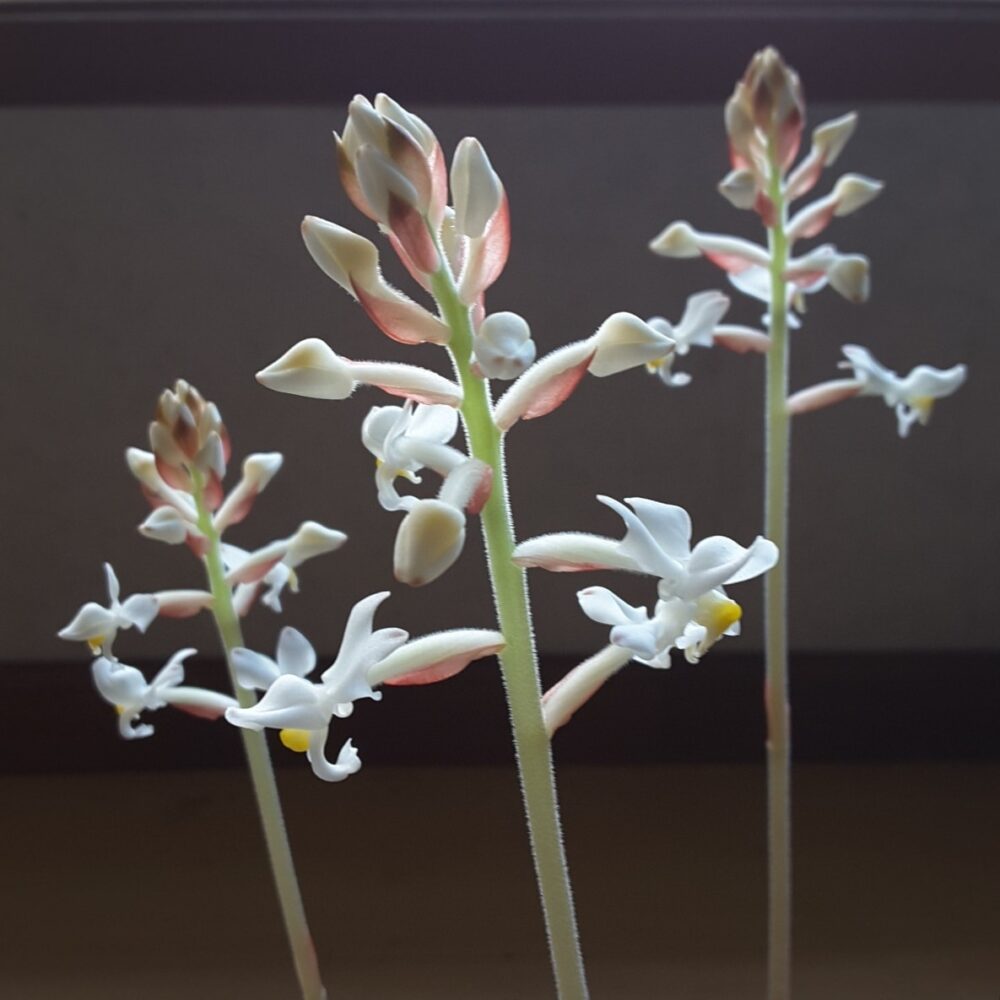 Jewel orchid flowers