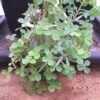 Oxalis herrerae - Image 2