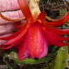 Epiphyllum Red Noid - Ep 1 - Image 3