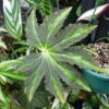 Begonia heraclefolia var nigricans