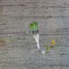 Ceropegia rendallii