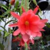 Epiphyllum Noid - Peachy - EP3