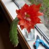 Epiphyllum Red Noid - Ep 1 - Image 2