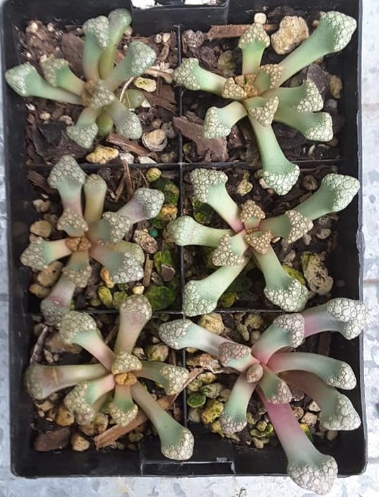 Titanopsis | on The Hive NZ | sold by | Kat's Flora