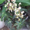 Begonia heraclefolia var nigricans - Image 2
