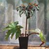 Begonia heraclefolia var nigricans - Image 3
