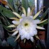 Epiphyllum crenatus - White Ep4