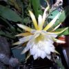 Epiphyllum crenatus - White Ep4 - Image 2