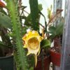 Epiphyllum crenatus - White Ep4 - Image 3