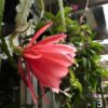 Epiphyllum Noid - Peachy - EP3 - Image 2