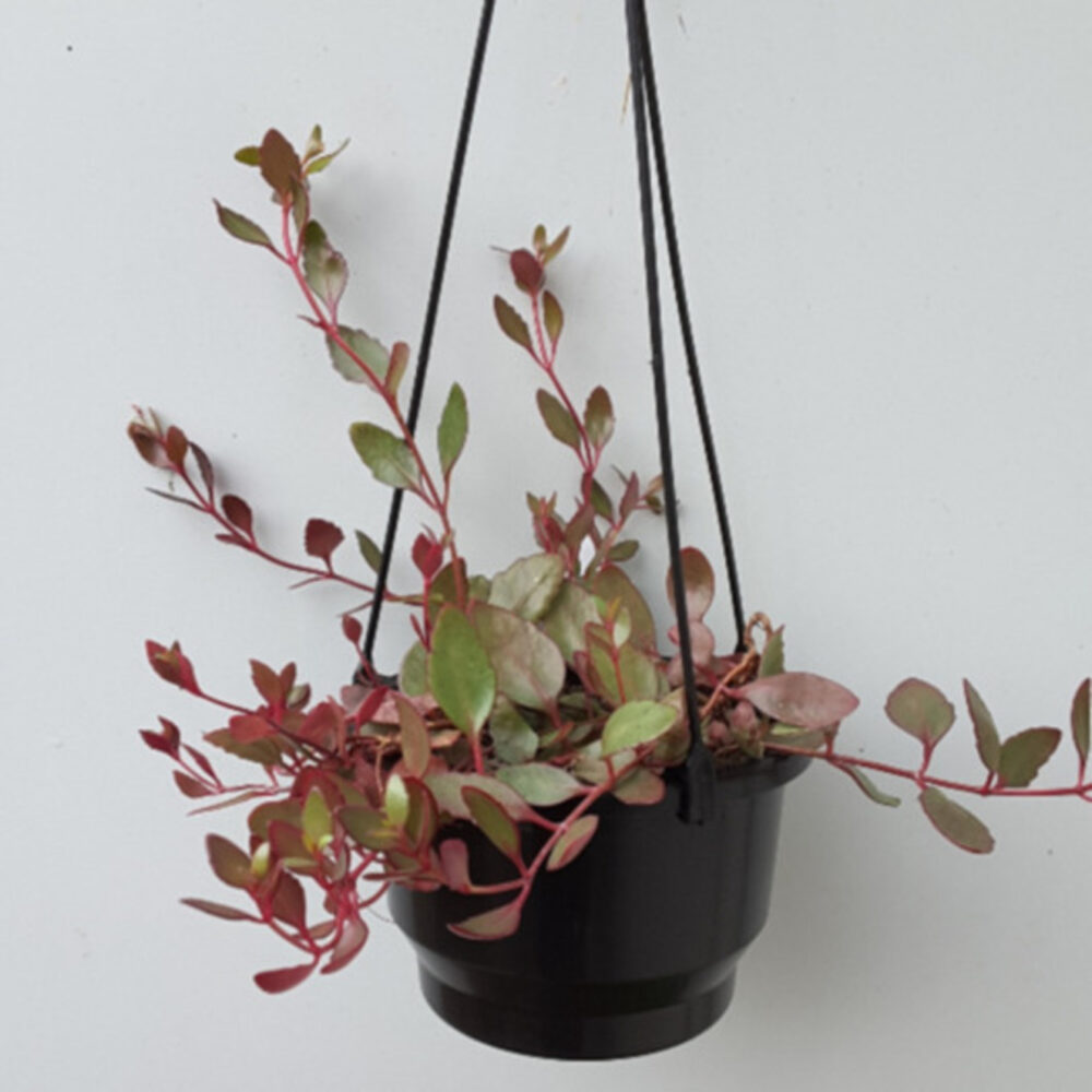 Hanging Plant Pot -13 - Black