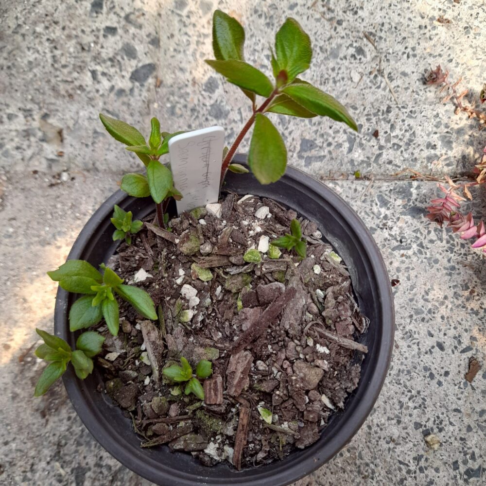 Seemannia new growth