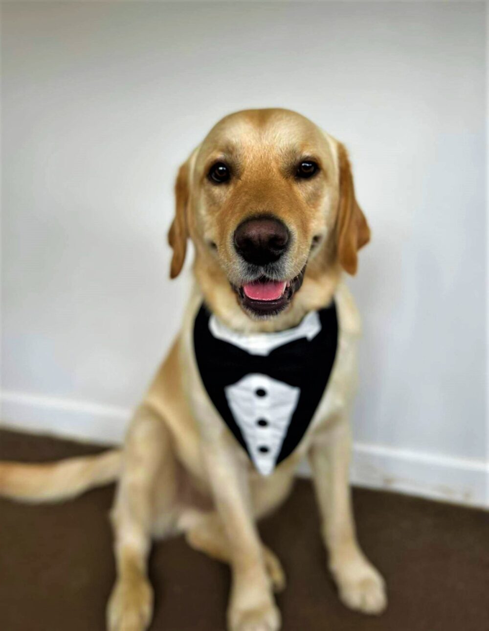 Fancy Dog Bandanas - Tuxedo Style - Image 4