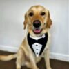 Fancy Dog Bandanas - Tuxedo Style - Image 4