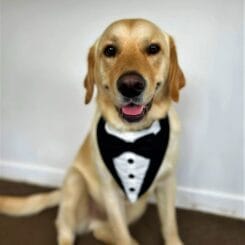 Fancy Dog Bandanas - Tuxedo Style