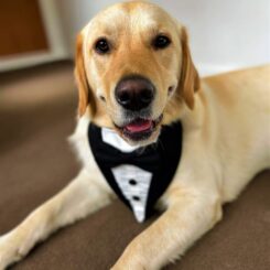 Fancy Dog Bandanas - Tuxedo Style