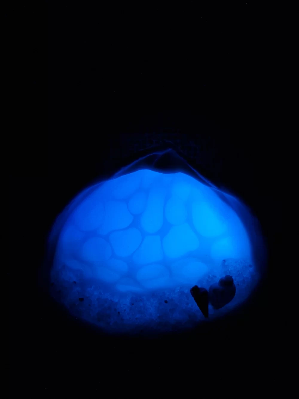 Glow In The Dark Seashell - Image 2