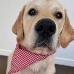 Dog Bandanas – Plaid and Gingham