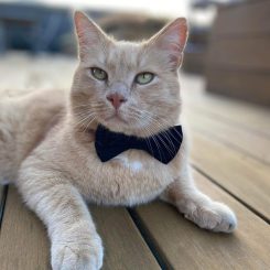 Dog Bow Ties – Black Tie and more