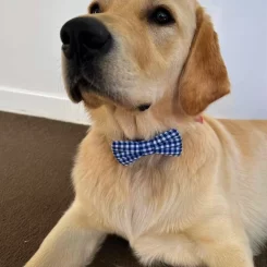 Dog Bow Ties – Plaid and Gingham