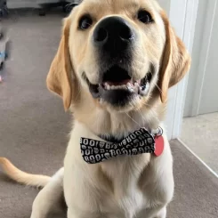 Dog Bow Ties - Spooky and Skulls